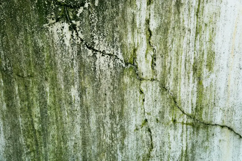 The Safestar Mold Removal Story: Dedicated to a Healthier Greenville